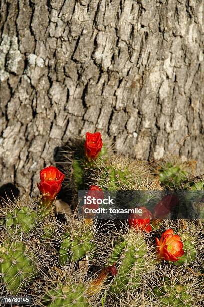 Photo libre de droit de Cactus Rouge banque d'images et plus d'images libres de droit de Aiguille - Partie d'une plante - Aiguille - Partie d'une plante, Beauté de la nature, Cactus