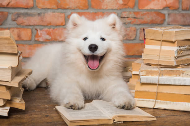 White fluffy Samoyed puppy dog with book stock photo