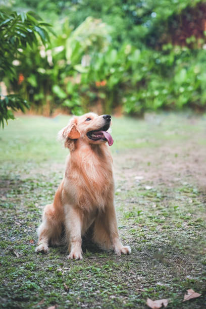 istock Golden Retriever Dog 1167803097