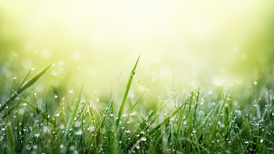 Green grass with dew droplets on meadow field in morning light . Freshness and purity of spring nature. Fresh Green background with copy space