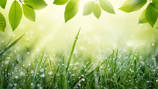 primavera estate verde sfondo natura con cornice d'erba con rugiada e foglie. - sunrise leaf brightly lit vibrant color foto e immagini stock