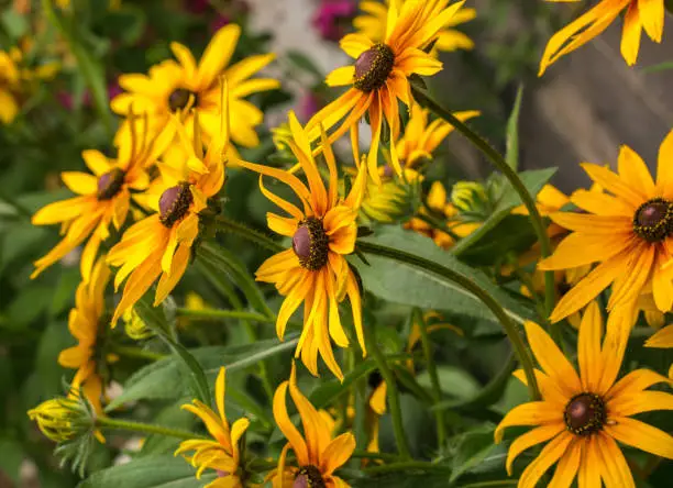 Rudbeckia in the garden. Yellow-brown flowers with outstanding seed at the center of a dark color