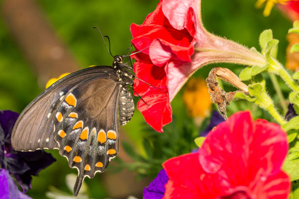 Spicebush Swallowtail Butterfly (Papilio trolius) A close up of a Spicebush Swallowtail Butterfly in the garden. instar stock pictures, royalty-free photos & images