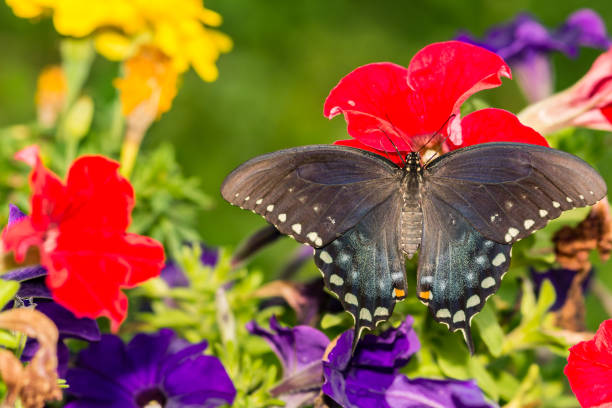 スパイスブッシュスワローテールバタフライ(パピリオトロリウス) - butterfly swallowtail butterfly caterpillar black ストックフォトと画像