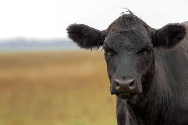 gado de carne que pasta no pasto - hoofed mammal - fotografias e filmes do acervo