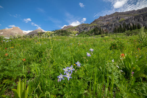 istock Columbine wild flowers in Yankee Boy Basin 1167806359
