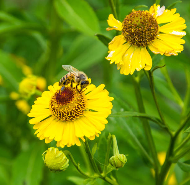 istock Honey bee sitting on flower. Bee collecting a nectar. 1167806438