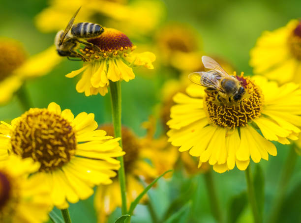 istock Honey bee sitting on flower. 1167806480