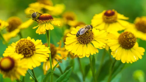 Honeybees on yellow flowers. Bees collecting a nectar in summer.
