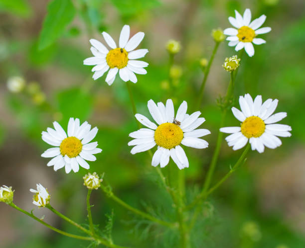 istock Daisy flower, wild white chamomile with insects. 1167806596