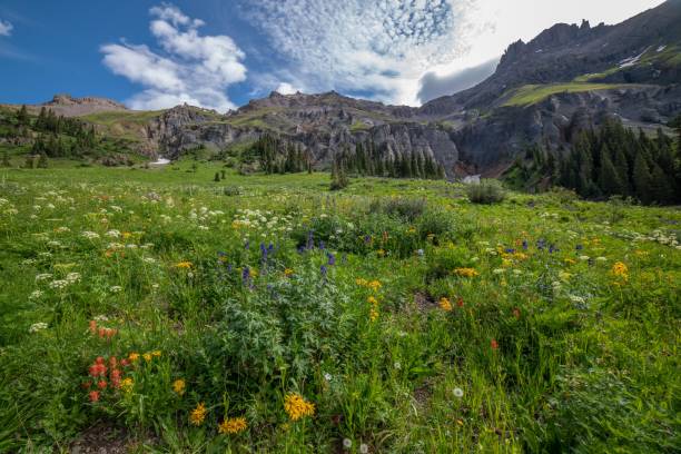 istock Columbine wild flowers in Yankee Boy Basin 1167807503