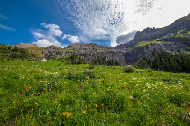 istock Columbine wild flowers in Yankee Boy Basin 1167807608