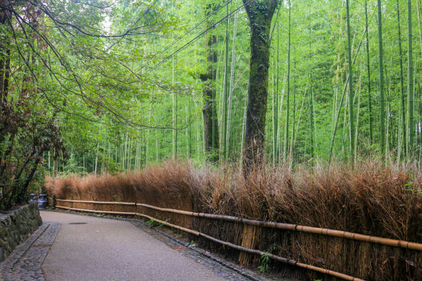 istock Bamboo grove in Arashiyama, Kyoto 1167807652