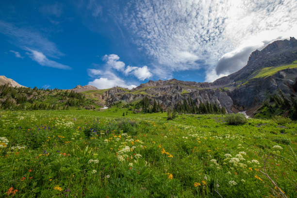 istock Columbine wild flowers in Yankee Boy Basin 1167807686