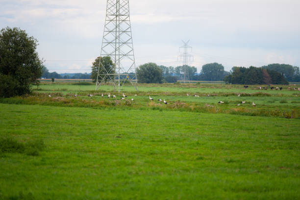Storks  gather food on a freshly cut field