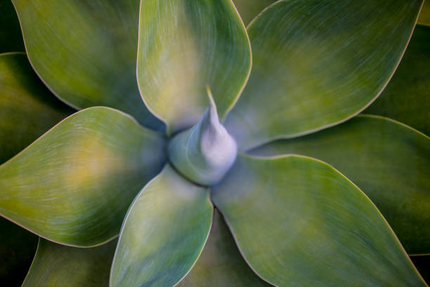 istock Agave attenuata plant 1167808287