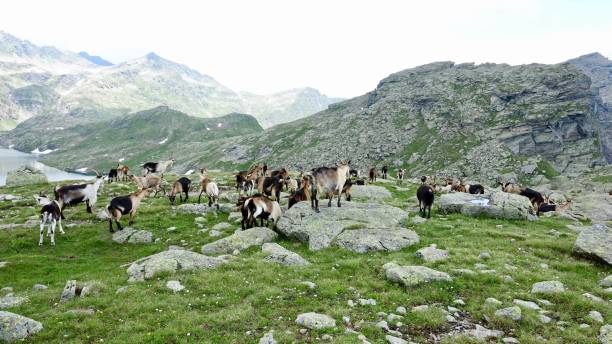istock Goats in the mountains, Alp goats 1167809045