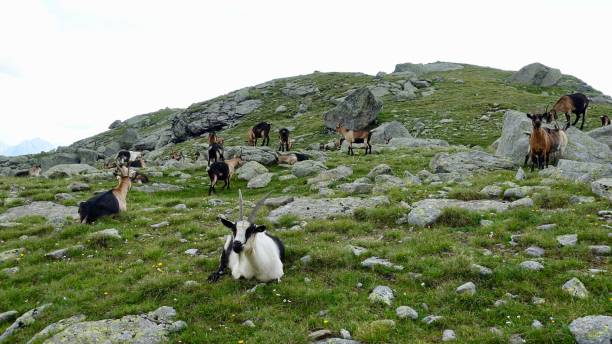 istock Goats in the mountains, Alp goats 1167809285