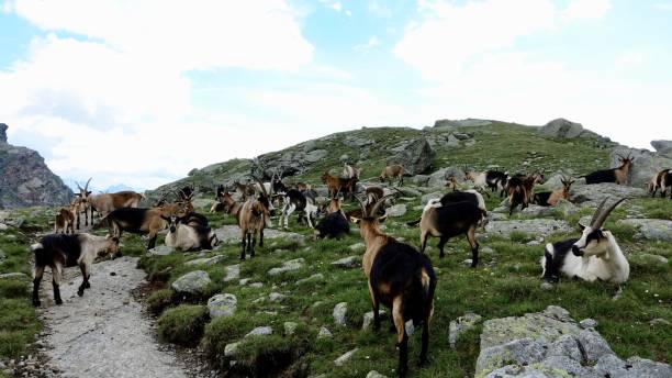 istock Goats in the mountains, Alp goats 1167809286