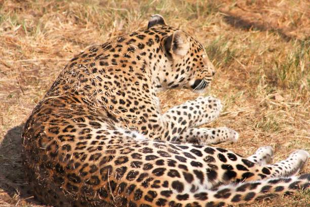 istock Cheetah relaxing on a winters morning 1167809365