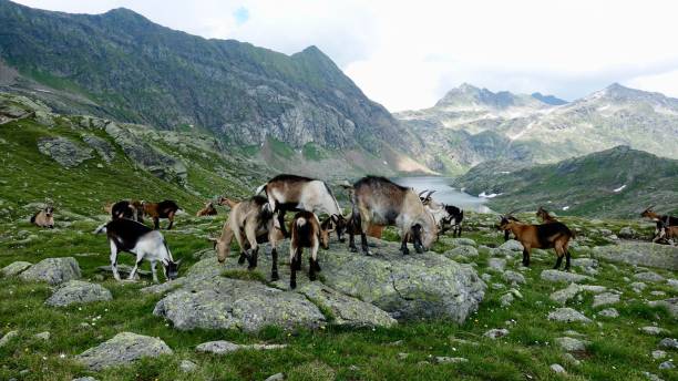 istock Goats in the mountains, Alp goats 1167809373
