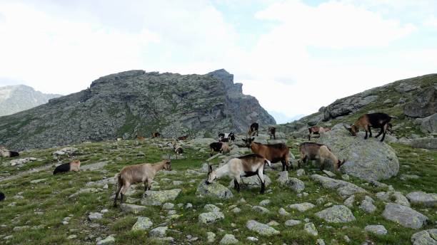 istock Goats in the mountains, Alp goats 1167809558