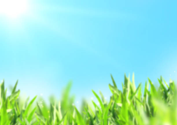 istock Nature blurred background with green grass and sunny blue sky 1167810899