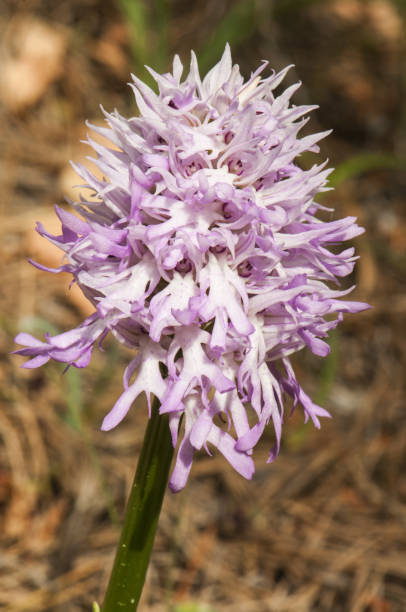 Orchis italica the naked man orchid or the Italian orchid pretty wild orchid with pink flowers looking like little men Orchis italica the naked man orchid or the Italian orchid pretty wild orchid with pink flowers looking like little men greenish background natural lighting italica spain stock pictures, royalty-free photos & images