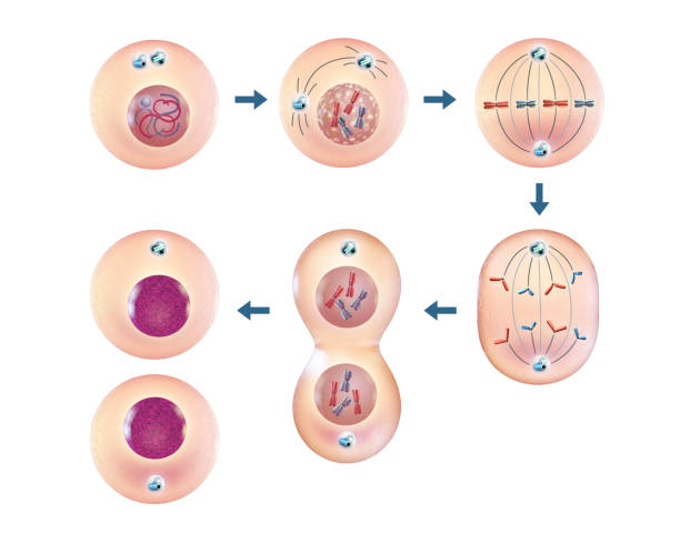 mitoza komórkowa - interphase zdjęcia i obrazy z banku zdjęć