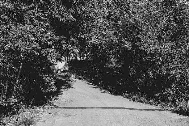 istock Country road through the dense forest 1167813252