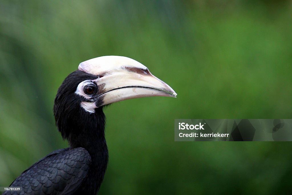Hornbill Exotic Black Malaysian Hornbill. Animal Stock Photo