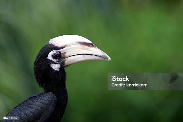 Hornbill Stock Photo - Download Image Now - Animal, Bird, Black Color