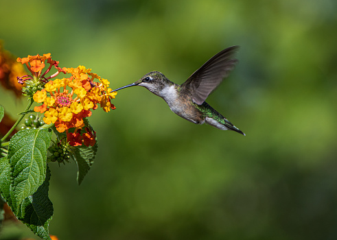 Ontario, Canada