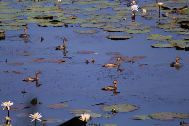 istock Black bellied whistling ducks in lake 1167813530