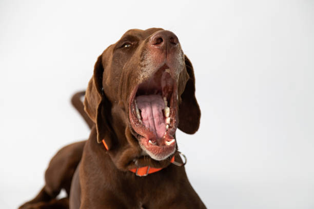 istock Brown weimaraner dog yawning in studio with white background- half body 1167813535