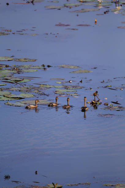 istock Black bellied whistling ducks in lake 1167813607