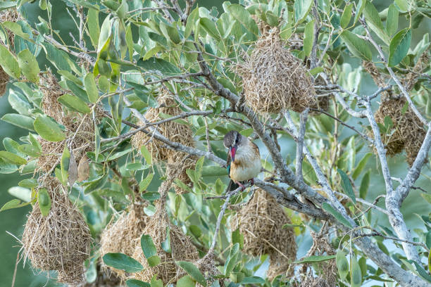 istock Brown-hooded Kingfisher between birds nests on a tree branch 1167813656