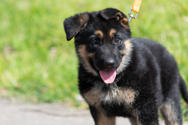 istock German shepherd puppy taking a walk while sticking out his tongue 1167813786