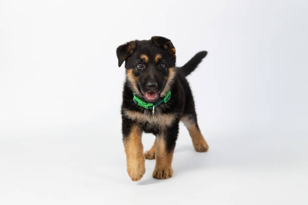 istock Funny German shepherd puppy walking with tongue sticking out in studio with white background 1167814507