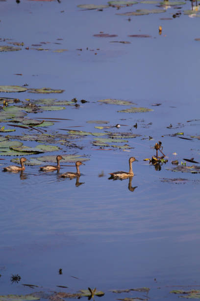 istock Black bellied whistling ducks in lake 1167814684
