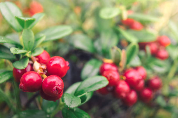 Lingonberries Wild ripe lingonberries (Vaccinium vitis-idaea) in a forest in Finland. lingonberry stock pictures, royalty-free photos & images