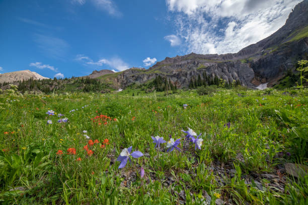 istock Columbine wild flowers in Yankee Boy Basin 1167815862