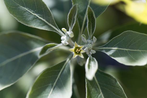 Flower of an ashwagandha plant, Withania somnifera Flower of an ashwagandha plant, Withania somnifera, a medical herb from India. nightshade family photos stock pictures, royalty-free photos & images