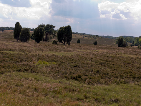 Hike in the Lüneburg Heath on the Heidschnuckenweg near Niederhaverbeck. Beautiful heathland with juniper bushes.