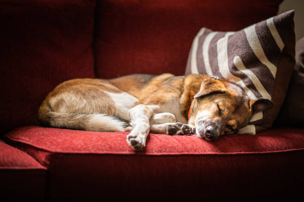 Brown dog sleeping on red couch stock photo