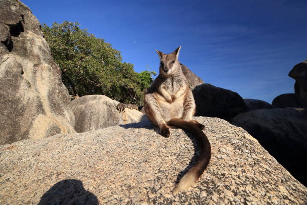 wallabies de roca mareeba en granite gorge,queensland australia - downunder fotografías e imágenes de stock