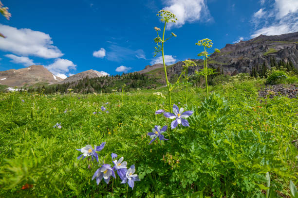 istock Columbine wild flowers in Yankee Boy Basin 1167817816