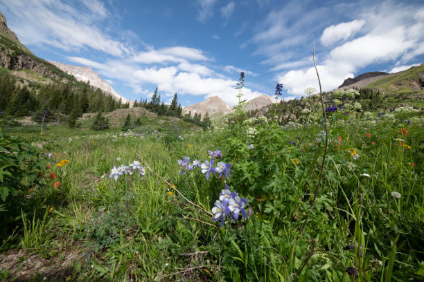 istock Columbine wild flowers in Yankee Boy Basin 1167818006