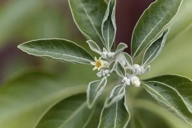 Flower of an ashwagandha plant, Withania somnifera, a medical herb from India.