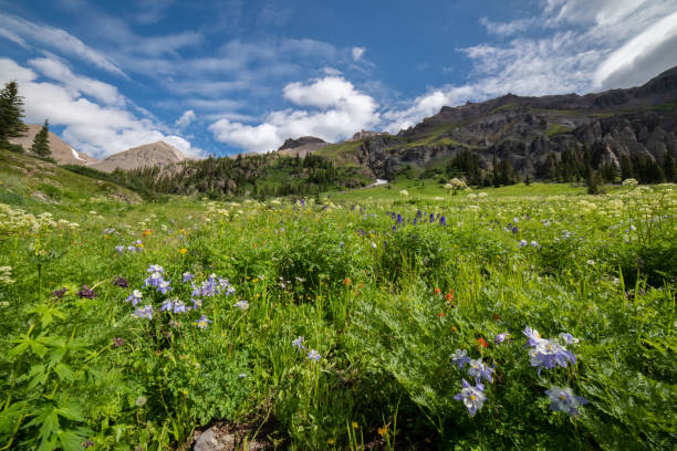 istock Columbine wild flowers in Yankee Boy Basin 1167818829